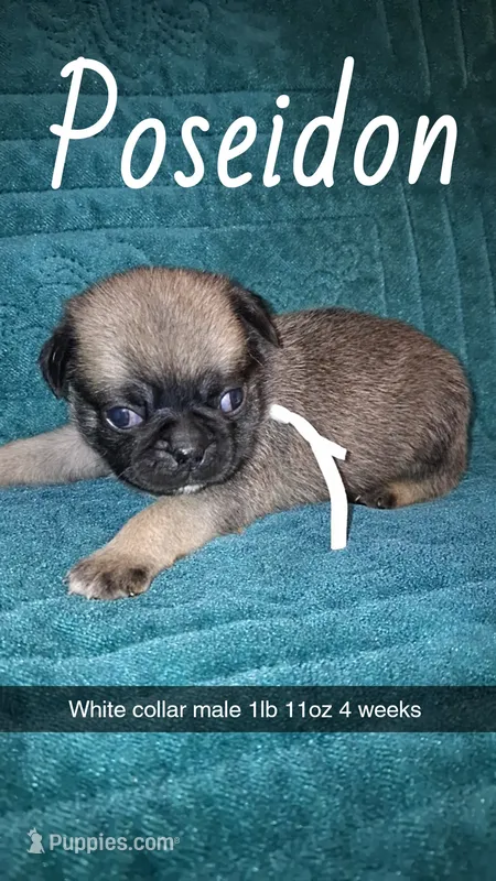 Poseidon- fawn – Pug puppy for sale in Summersville, MO