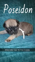 Poseidon-ACA-CKC- fawn, a male Pug for sale in Summersville, MO – 1 of 9