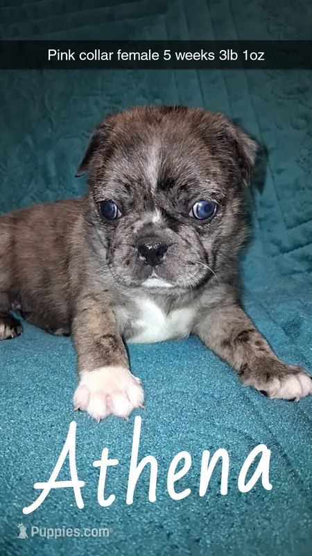 Athena-ACA-CKC- 1 blue eye  – Pug puppy for sale in Summersville, MO