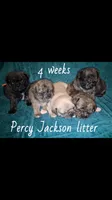 Annabeth-ACA-CKC- blue eyes, a female Pug for sale in Summersville, MO – 2 of 9