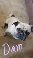 Zeus, a male Pug for sale in Summersville, MO – 4 of 4