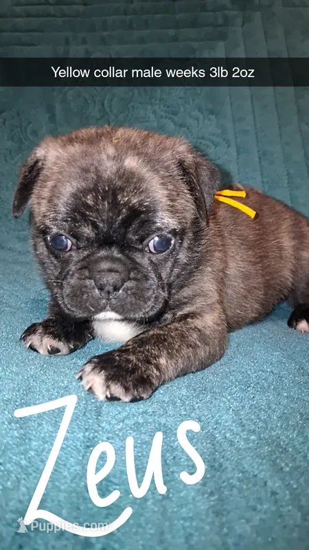 Zeus-ACA-CKC- brindle  – Pug puppy for sale in Summersville, MO