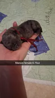 Thalia, a female Pug for sale in Summersville, MO – 3 of 5