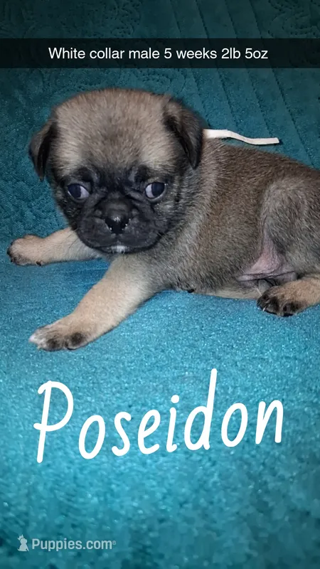 Poseidon-ACA-CKC- fawn – Pug puppy for sale in Summersville, MO