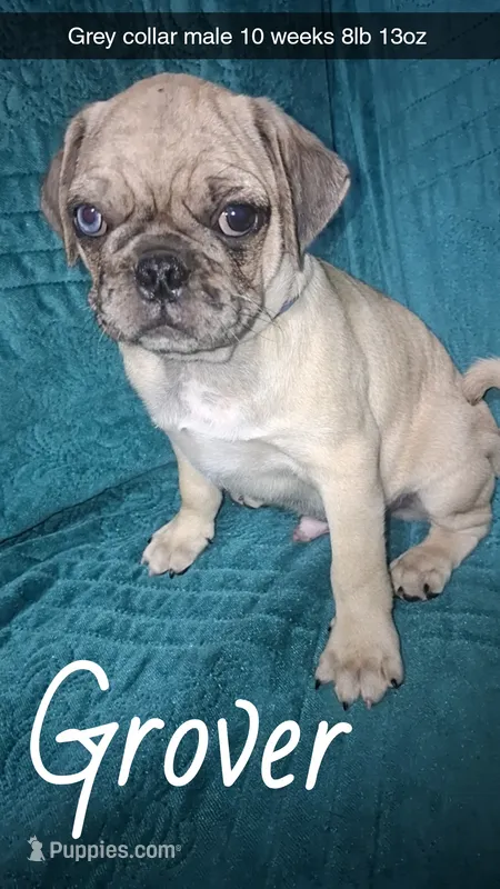 Grover-ACA-CKC- 1 blue eye  – Pug puppy for sale in Summersville, MO