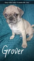 Grover-ACA-CKC- 1 blue eye , a male Pug for sale in Summersville, MO – 2 of 10