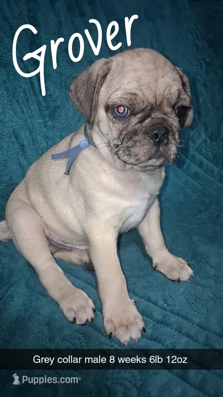 Grover-ACA-CKC- 1 blue eye  – Pug puppy for sale in Summersville, MO