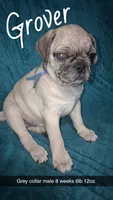 Grover-ACA-CKC- 1 blue eye , a male Pug for sale in Summersville, MO – 5 of 10
