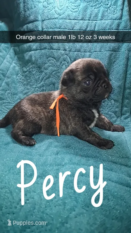 Percy- brindle  – Pug puppy for sale in Summersville, MO
