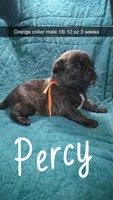 Percy-ACA-CKC- brindle , a male Pug for sale in Summersville, MO – 2 of 10
