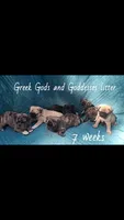 Hades-ACA-CKC- brindle , a male Pug for sale in Summersville, MO – 10 of 10