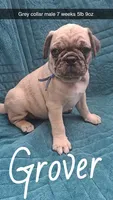 Grover-ACA-CKC- 1 blue eye , a male Pug for sale in Summersville, MO – 6 of 10