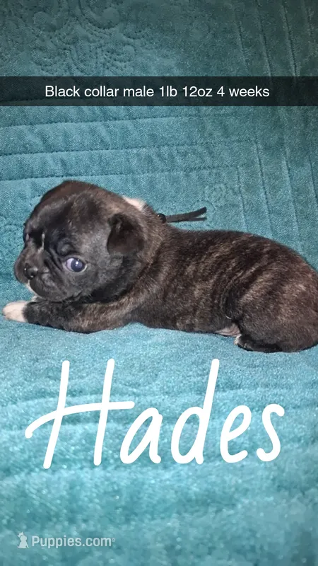 Hades- brindle  – Pug puppy for sale in Summersville, MO