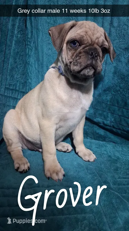 Grover-ACA-CKC- 1 blue eye  – Pug puppy for sale in Summersville, MO