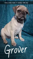 Grover-ACA-CKC- 1 blue eye , a male Pug for sale in Summersville, MO – 1 of 10