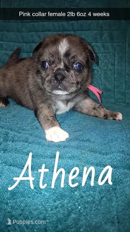Athena- 1 blue eye  – Pug puppy for sale in Summersville, MO