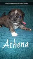 Athena-ACA-CKC- 1 blue eye , a female Pug for sale in Summersville, MO – 1 of 10
