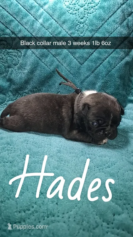 Hades- black – Pug puppy for sale in Summersville, MO