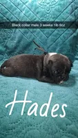 Hades- brindle , a male Pug for sale in Summersville, MO – 1 of 7