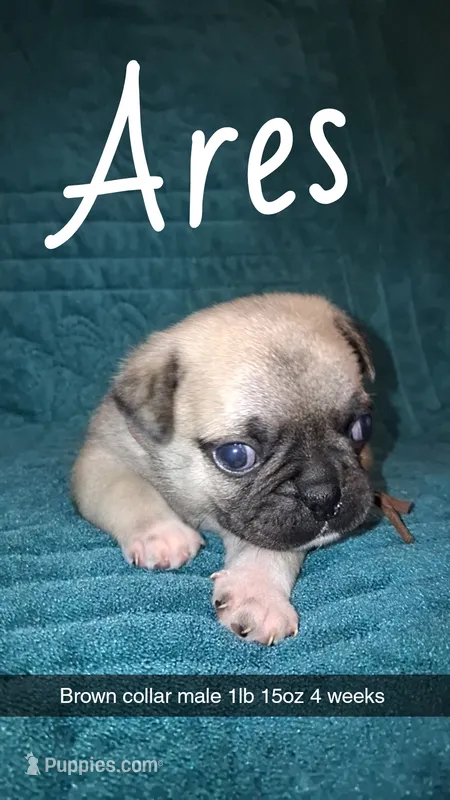 Ares- fawn  – Pug puppy for sale in Summersville, MO