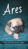 Ares-ACA-CKC- fawn , a male Pug for sale in Summersville, MO – 1 of 9