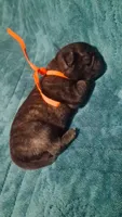 Percy, a male Pug for sale in Summersville, MO – 2 of 5
