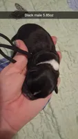 Hades, a male Pug for sale in Summersville, MO – 2 of 4