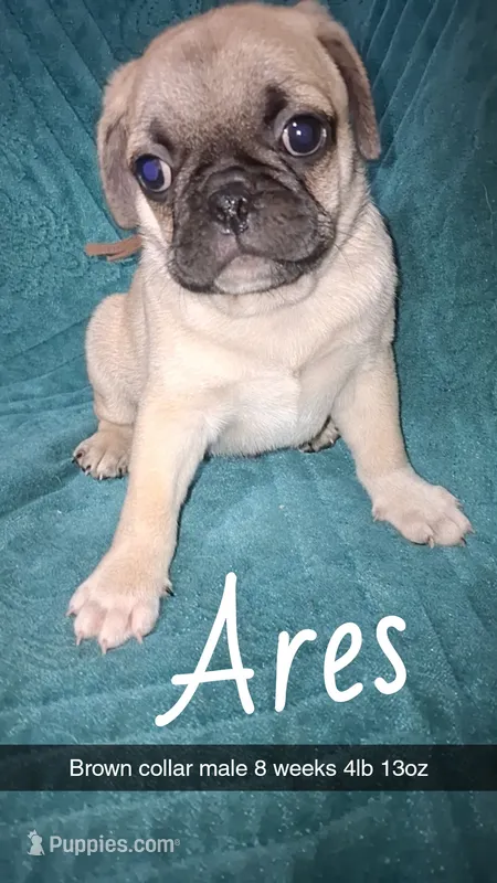 Ares-ACA-CKC- fawn  – Pug puppy for sale in Summersville, MO