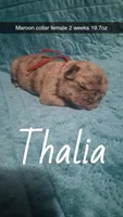 Thalia, a female Pug for sale in Summersville, MO – 2 of 5