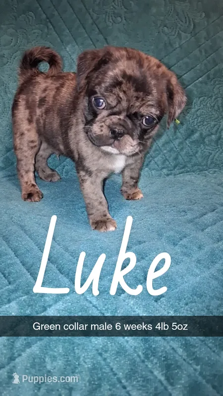 Luke-ACA-CKC- 1 blue eye  – Pug puppy for sale in Summersville, MO