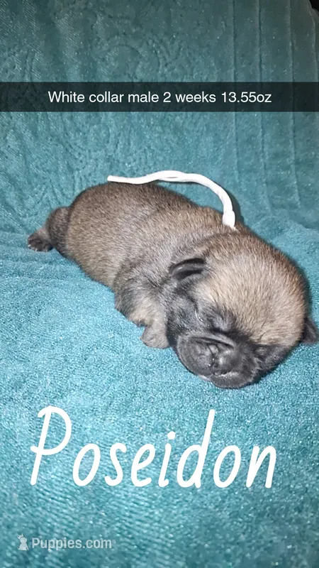 Poseidon- fawn – Pug puppy for sale in Summersville, MO