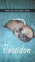 Poseidon- fawn, a male Pug for sale in Summersville, MO – 1 of 5