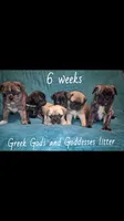 Hades-ACA-CKC- brindle , a male Pug for sale in Summersville, MO – 9 of 10