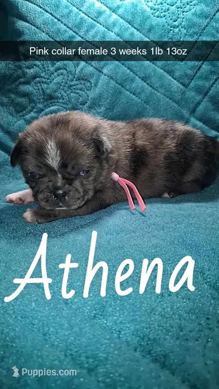 Athena- merle – Pug puppy for sale in Summersville, MO