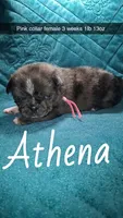 Athena- 1 blue eye , a female Pug for sale in Summersville, MO – 1 of 8