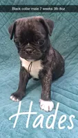 Hades-ACA-CKC- brindle , a male Pug for sale in Summersville, MO – 1 of 10