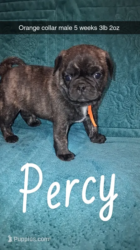Percy-ACA-CKC- brindle  – Pug puppy for sale in Summersville, MO
