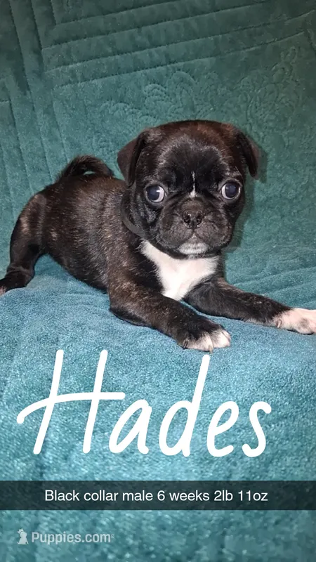 Hades-ACA-CKC- brindle  – Pug puppy on hold in Summersville, MO