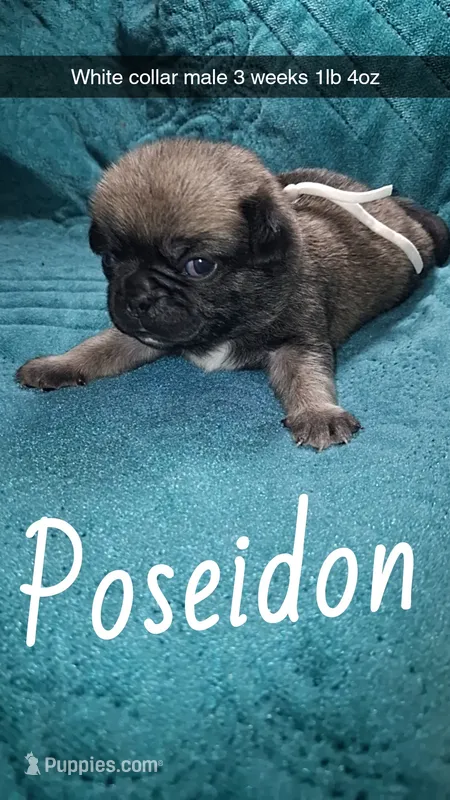 Poseidon- fawn – Pug puppy for sale in Summersville, MO