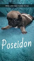 Poseidon-ACA-CKC- fawn, a male Pug for sale in Summersville, MO – 3 of 9