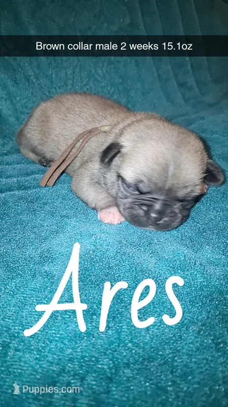 Ares- fawn  – Pug puppy for sale in Summersville, MO