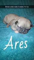 Ares- fawn , a male Pug for sale in Summersville, MO – 1 of 5