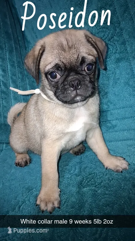 Poseidon-ACA-CKC- fawn – Pug puppy for sale in Summersville, MO
