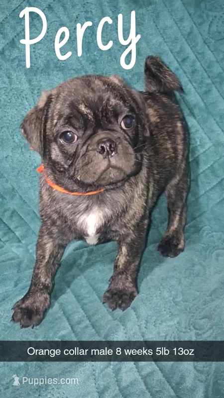 Percy-ACA-CKC- brindle  – Pug puppy for sale in Summersville, MO