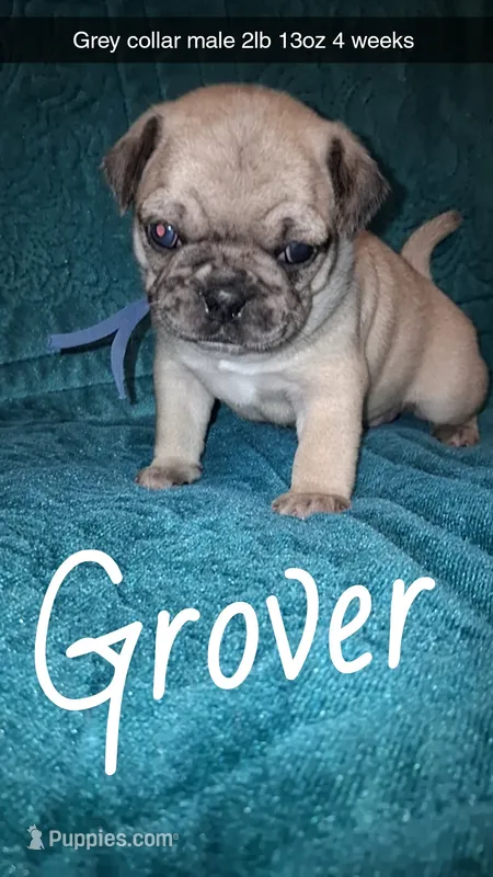 Grover- 1 blue eye  – Pug puppy for sale in Summersville, MO