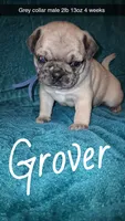 Grover-ACA-CKC- 1 blue eye , a male Pug for sale in Summersville, MO – 1 of 9