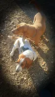 Sarabi, a female Basset Hound for sale in Summersville, MO – Photo 7 of 7