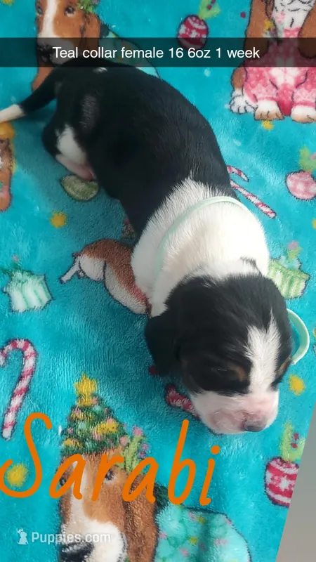 Sarabi – Basset Hound puppy on hold in Summersville, MO