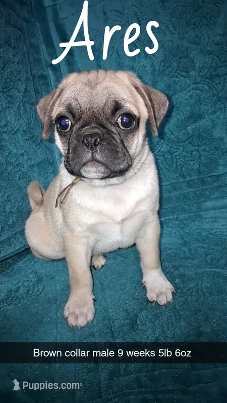 Ares-ACA-CKC- fawn  – Pug puppy for sale in Summersville, MO
