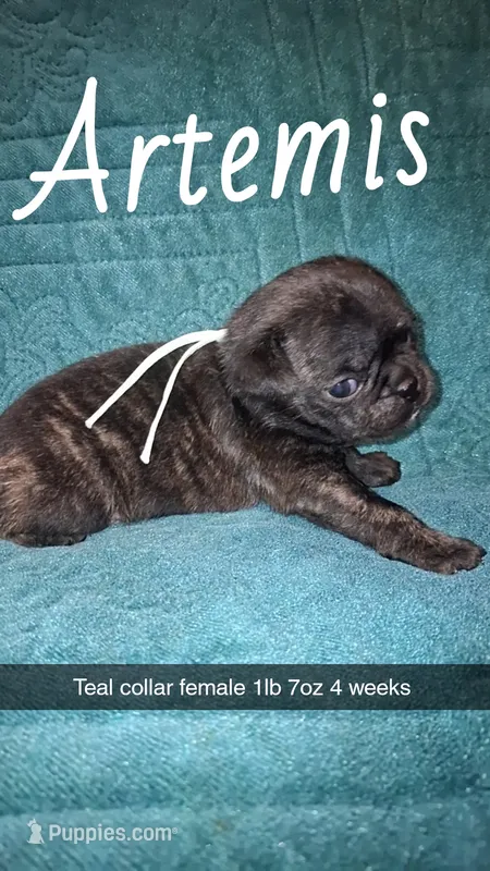 Artemis- brindle  – Pug puppy on hold in Summersville, MO